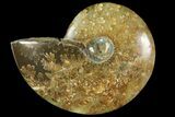 Polished, Agatized Ammonite (Cleoniceras) - Madagascar #119017-1